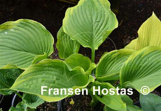 Hosta Light Ray